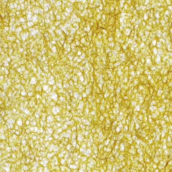 和紙単体イメージ