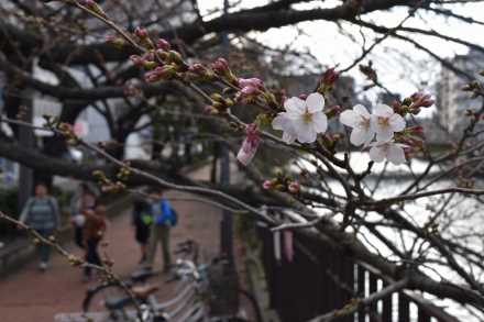 ソメイヨシノ開花（横浜市中区末吉町の太田橋付近）