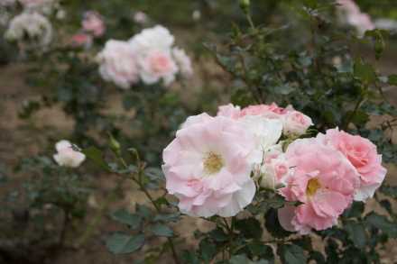 「ローザ・つづきく」（横浜の街の名前冠したバラ）開花 