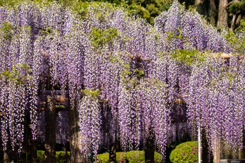 お花畑に圧倒される 東京近郊絶景６選