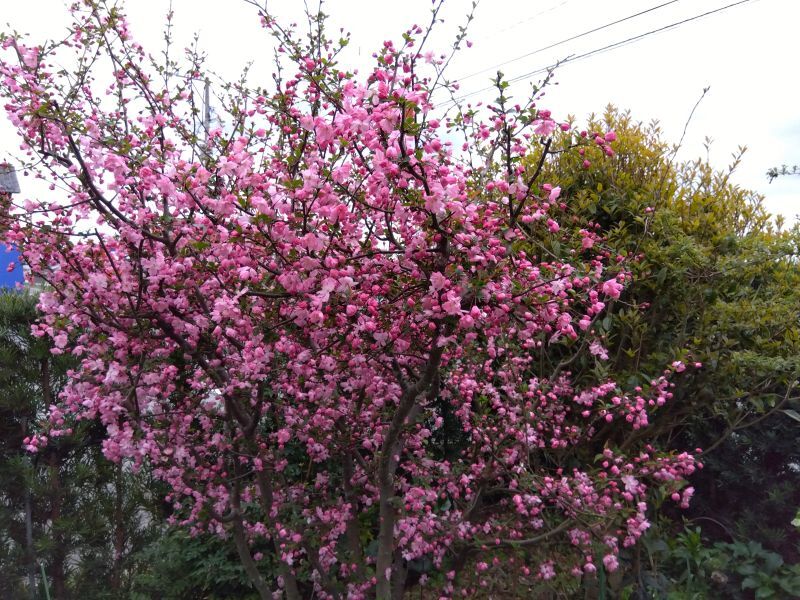 カイドウの花