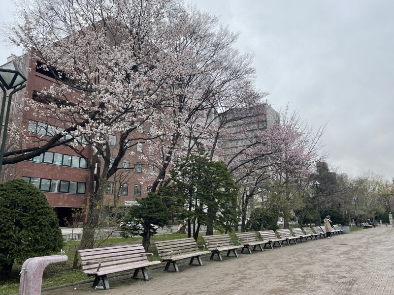 大通公園の桜